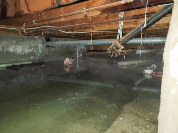 Best Water damage cleanup near me  in Millport, AL