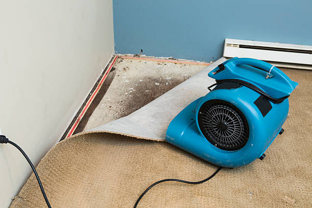Best Flood damage cleanup  in Millport, AL